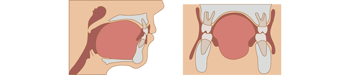 口腔周囲筋群のバランスがとれた位置に歯列弓は位置する