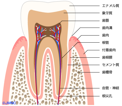 IPR～歯と歯の間にスペース(隙間)を作る方法の１つ～ – 東京都千代田区 