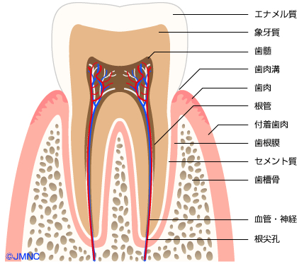 (イラスト) 歯の構造 - コピー