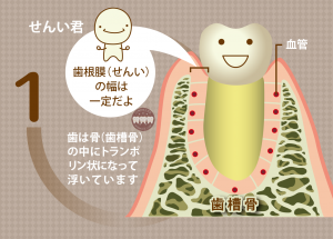 矯正治療で歯が動くメカニズム2ロゴ