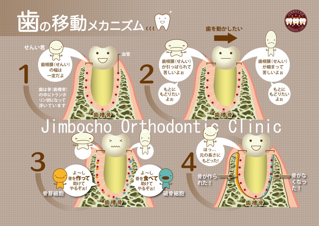 矯正治療で歯が動くメカニズム1ロゴ