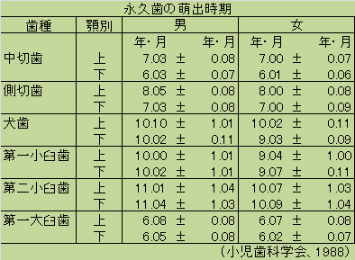 永久歯の萌出時期